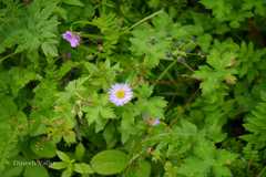 Erigeron multiradiatus